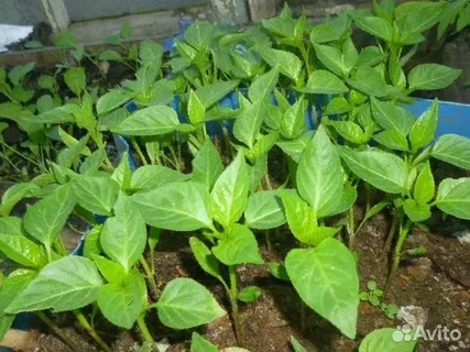 انواع نشا فلفل دلمه‌ ای نارنجی به صورت عمده